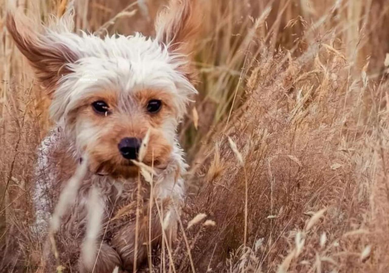The Barn At Geufron Farm - Dog Friendly - Nr Tywyn Villa Bryn-crug Ngoại thất bức ảnh
